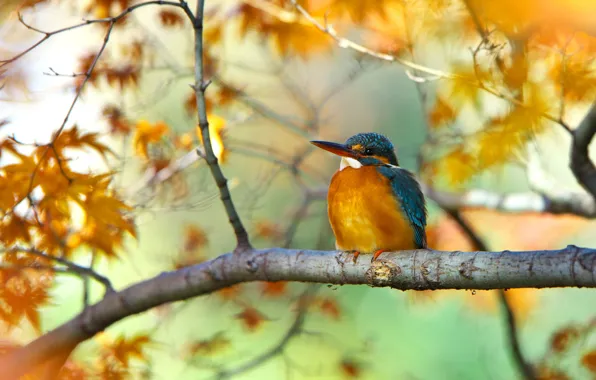Picture leaves, tree, bird, branch, Kingfisher, autumn