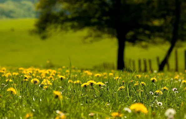 Picture greens, grass, Nature, dandelions