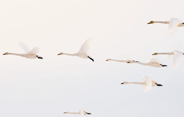 Picture the sky, birds, flight, swans