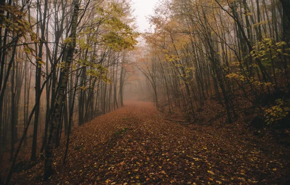 Picture forest, fog, fall, chasingfog