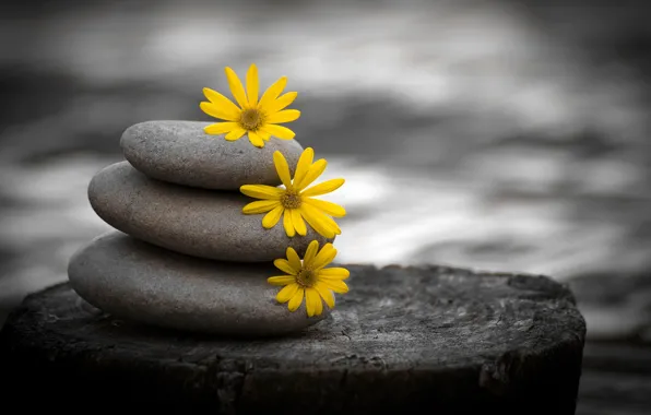 Picture stones, stump, Flowers, yellow