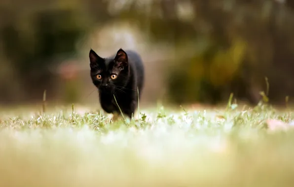 Picture GRASS, BLACK, GREEN, KITTY