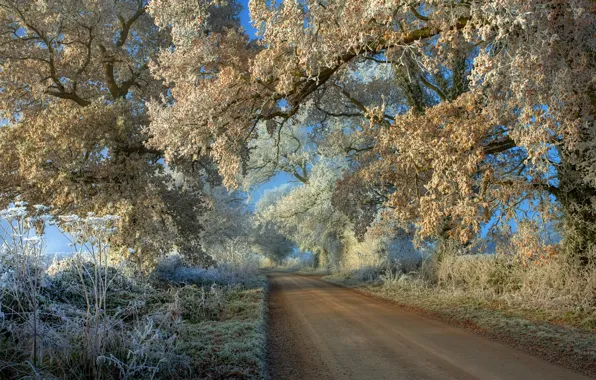 Picture frost, road, trees, landscape