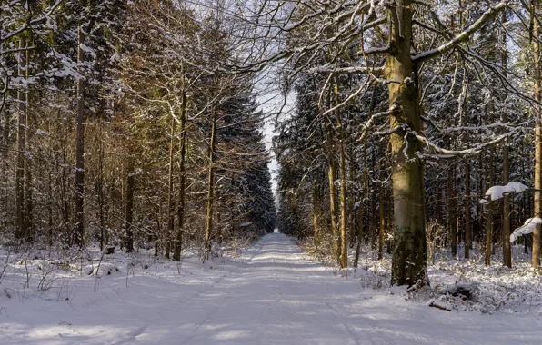 Picture forest, road, trees, winter, snow, shadows, sunlight