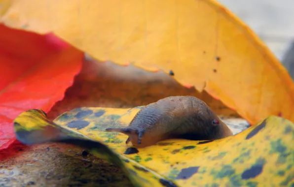 Picture leaves, Snail, macro shooting