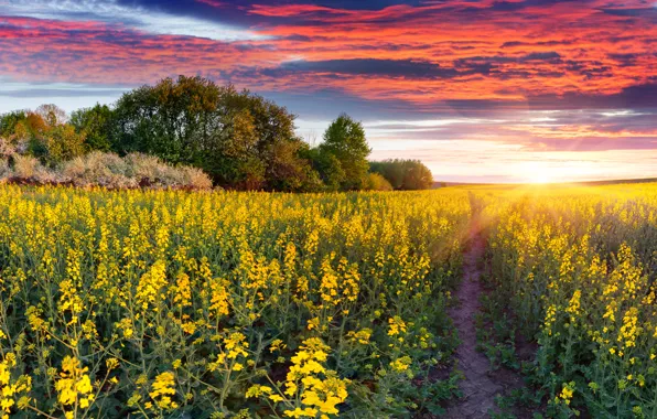 Picture road, field, sunset, flowers, landscape, nature