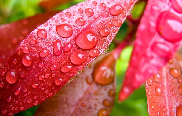 Picture leaves, drops, Rosa, plant
