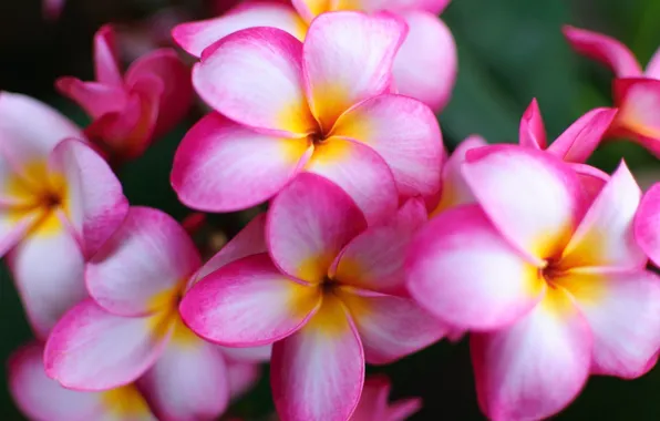 Picture white, flowers, pink, beauty, exotic, plumeria, frangipani