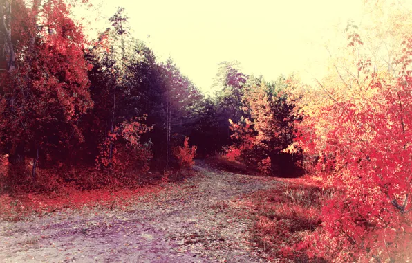 Picture road, autumn, forest, trees, foliage