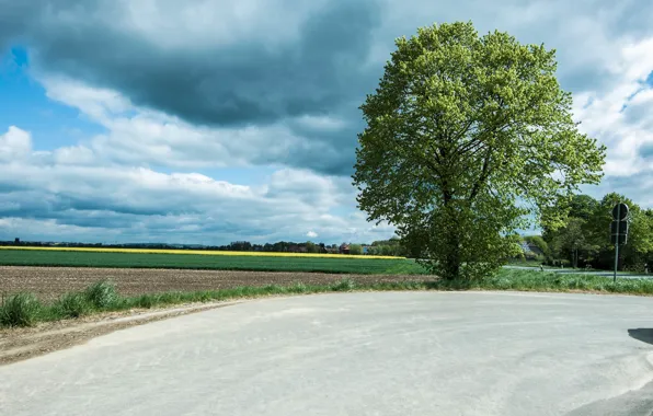 Picture road, field, summer, clouds, tree, road, field, clouds, tree, Summer