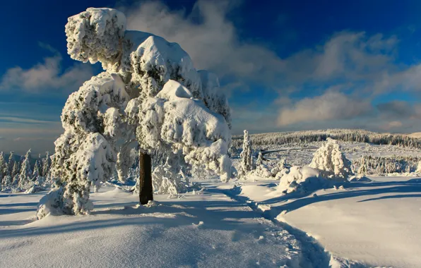 Picture winter, snow, trees, Germany, path, Germany, Black Forest, The black forest
