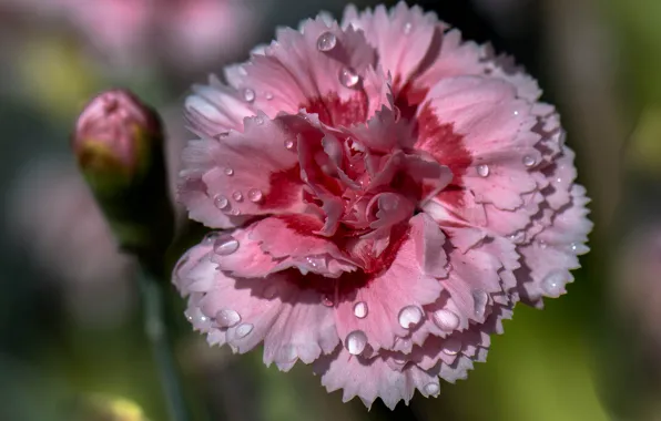 Picture flower, water, drops, Rosa, petals, carnation