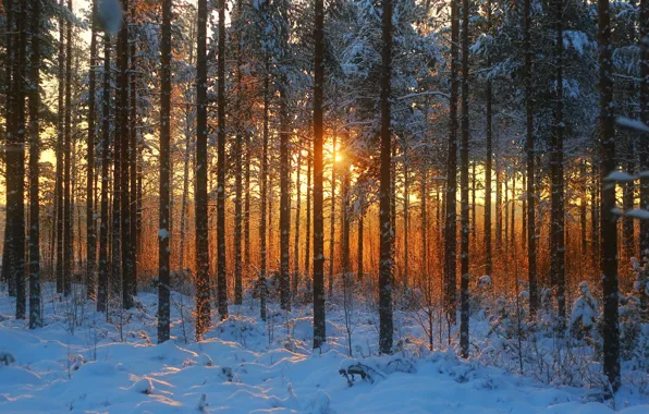 Picture winter, forest, the sun, snow, trees, nature