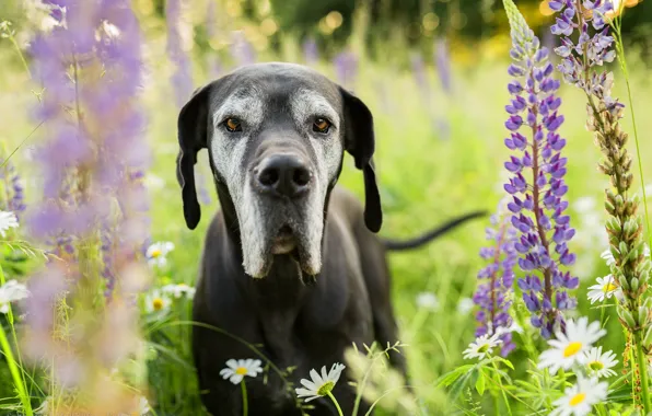Picture look, face, flowers, chamomile, dog, meadow, Lupin, Great Dane