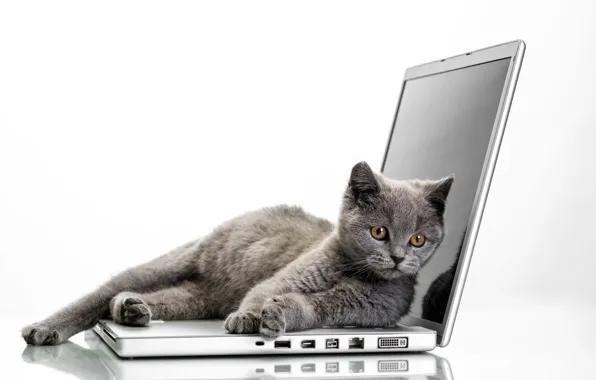Picture cat, laptop, Grey, Glance, Cats