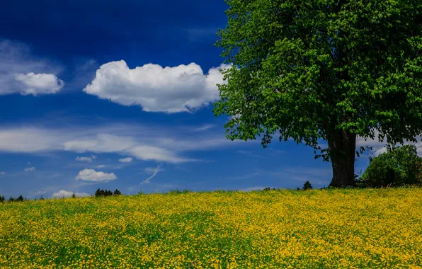 Picture summer, tree, meadow
