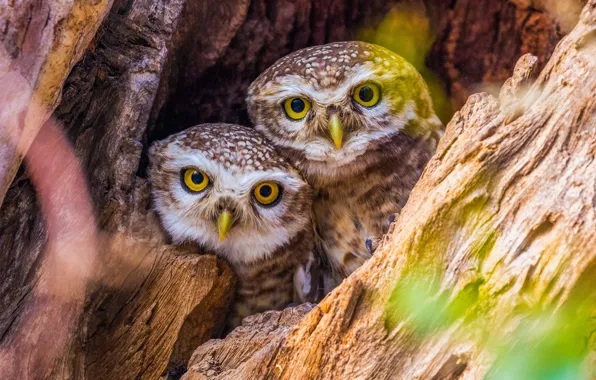 Picture birds, tree, bark, owls, owlets