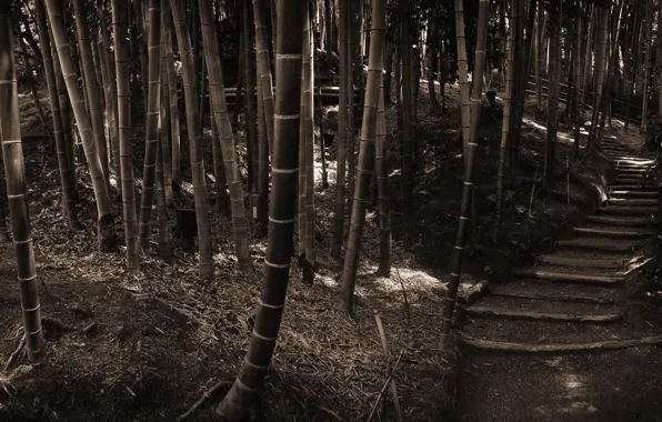 Picture Forest, Sepia, Bamboo, Steps