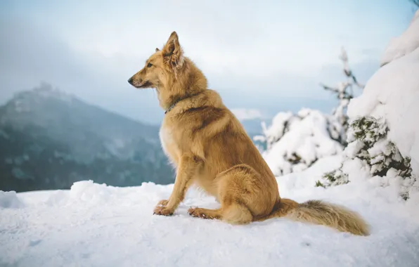 Picture winter, snow, mountains, dog
