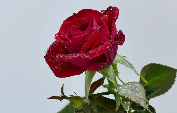 Picture drops, background, rose, Bud