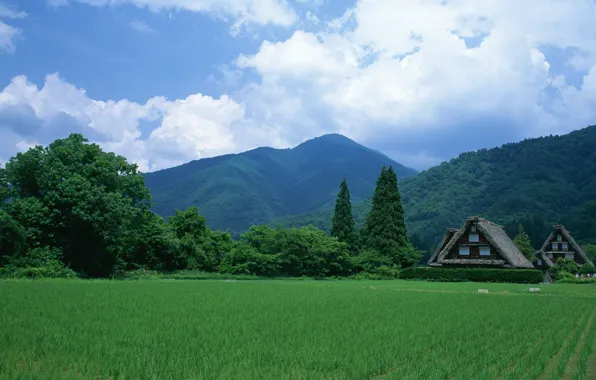 Picture Field, Japan, Houses