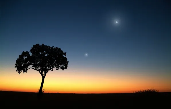 Picture the moon, Tree, the evening