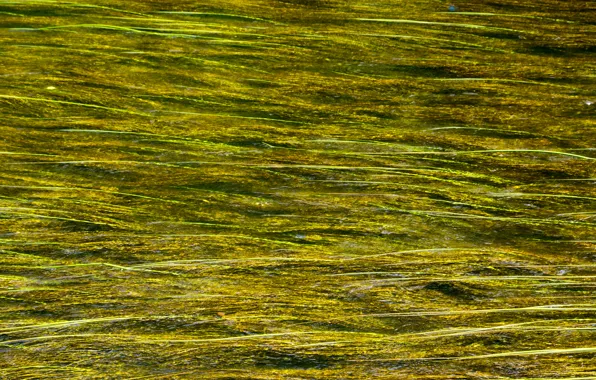 Picture algae, river, for, without, photoshop