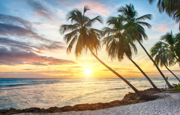 Picture sand, sea, beach, sunset, tropics, palm trees, shore, beach, sea, sunset, paradise, palms, tropical