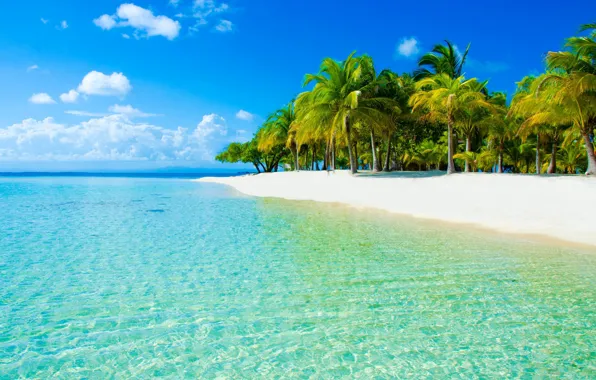 Picture beach, water, transparency, tropics, palm trees, the ocean, Paradise, exotic, white sand