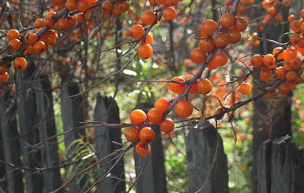 Picture berries, the fence, orange, sea buckthorn