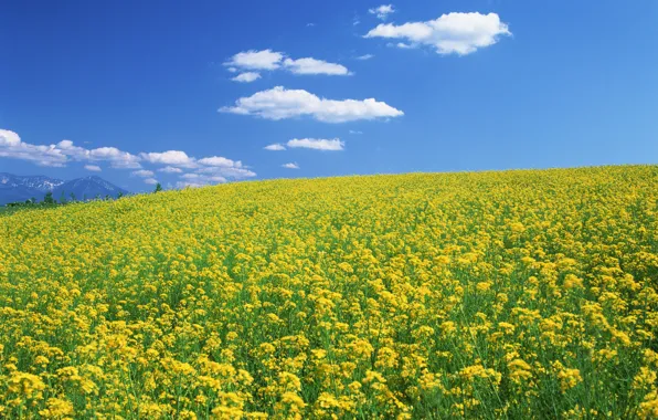 Picture field, the sky, flowers