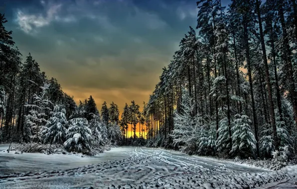 Picture winter, forest, clouds, snow, trees, sunset, traces, Canada, Ontario