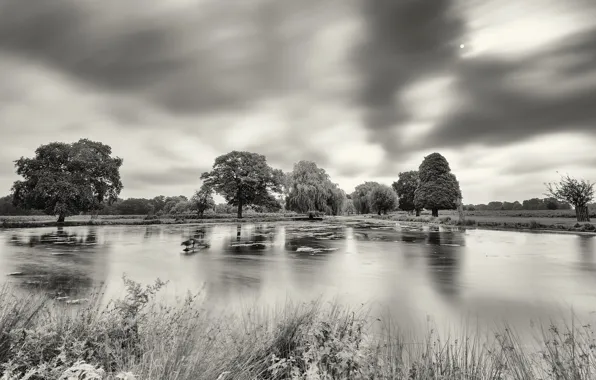 Picture trees, pond, black and white photo