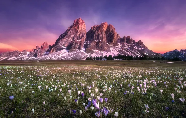 Picture field, flowers, mountains