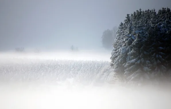 Picture snow, landscape, fog