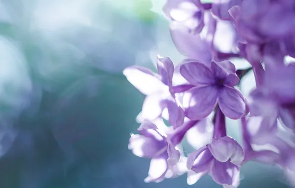 Picture macro, flowers, lilac, inflorescence