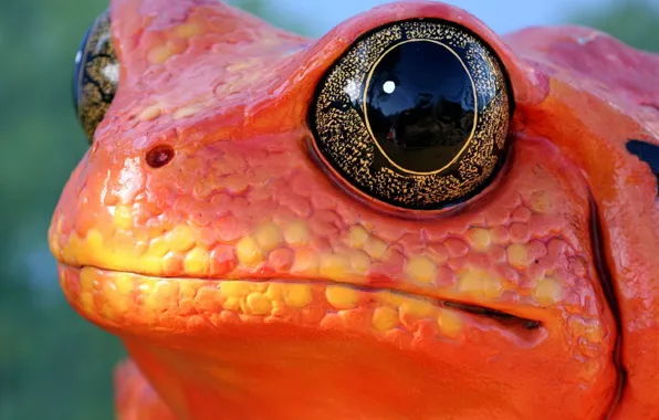 Picture eyes, frog, Red