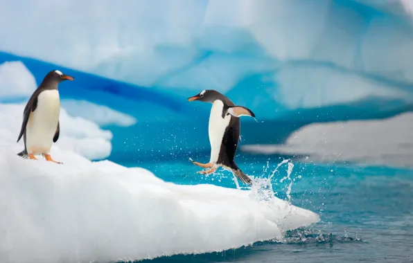 Picture drops, squirt, movement, the ocean, jump, ice, paws, penguins, pair, flight, floe