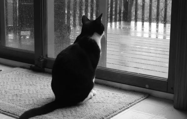 Picture sadness, cat, rain, window, Black and white, 158