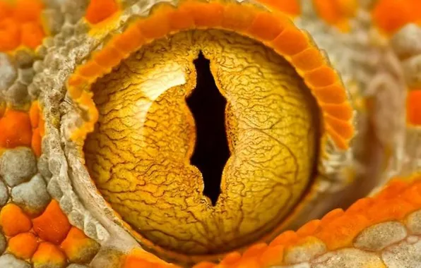 Picture orange, the pupil, gas, Gecko