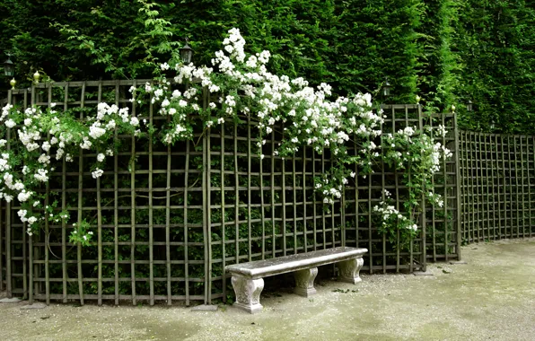 Picture flowers, bench, nature, Park, garden, Nature, park, flowers, garden, bench