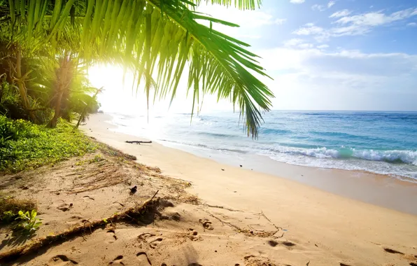 Picture sand, sea, beach, palm trees, shore, summer, beach, sea, sand, shore, paradise, palms, tropical