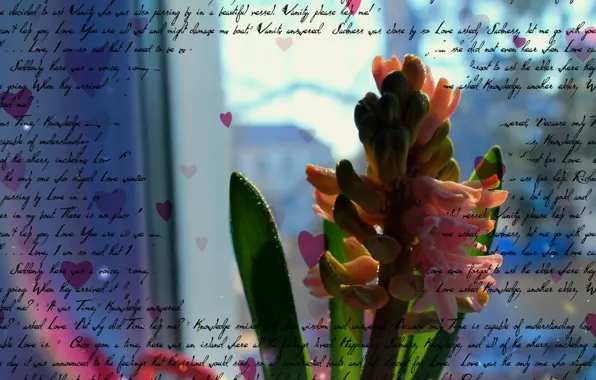 Picture flower, labels, the inscription, heart, flower, heart, inscription, writing, hyacinth, hyacinth, inscriptions