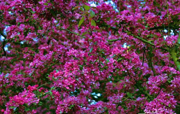 Picture flowers, tree, spring, garden