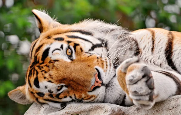 Picture eyes, look, strips, tiger, lies, Big cat, tigr