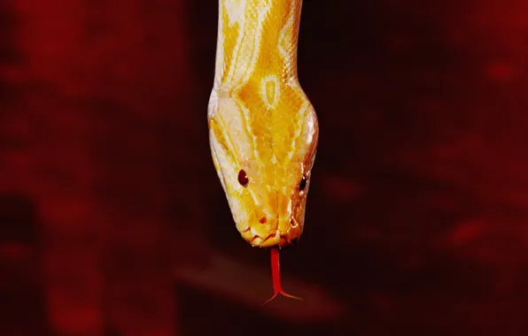 Picture red, snake, yellow