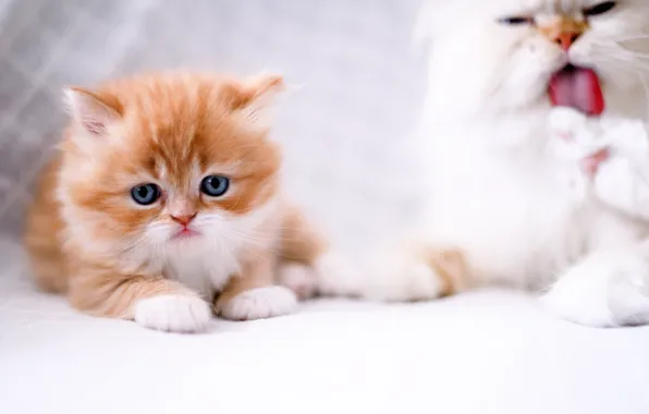 Picture cat, look, kitty, ginger kitten