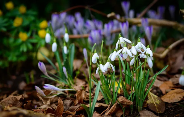Picture flowers, nature, spring, snowdrops