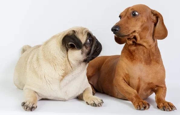 Picture photo, Dogs, Two, Animals, Dachshund, Pug