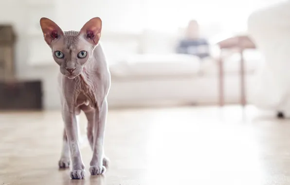 Picture cat, sphynx, hairless